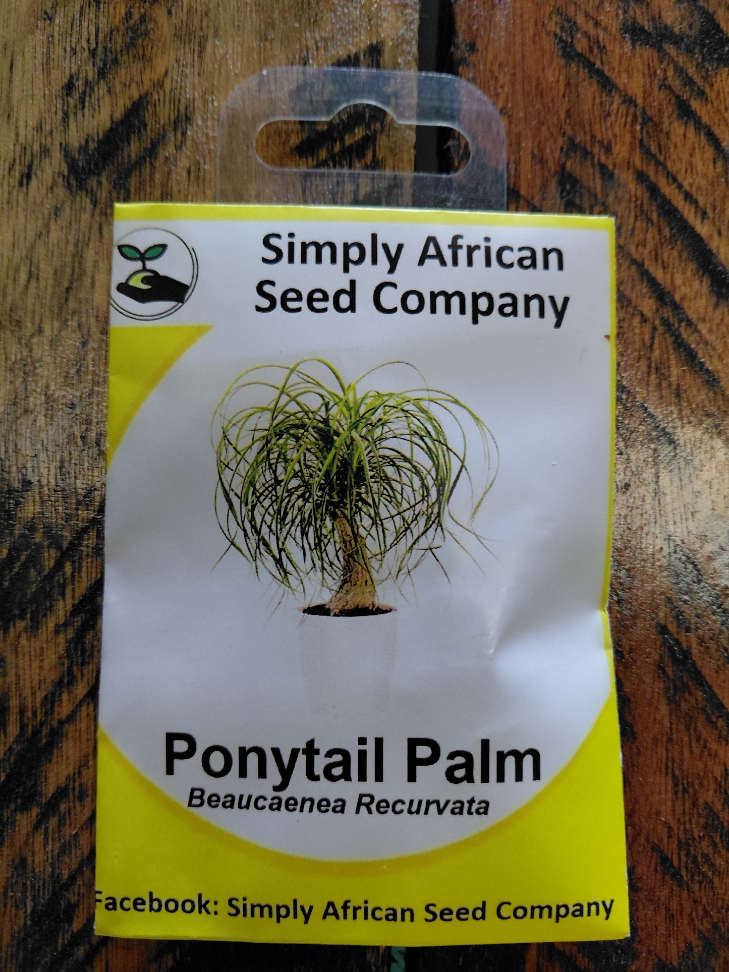 Ponytail Palm (Beaucarena Recurvata) Seeds