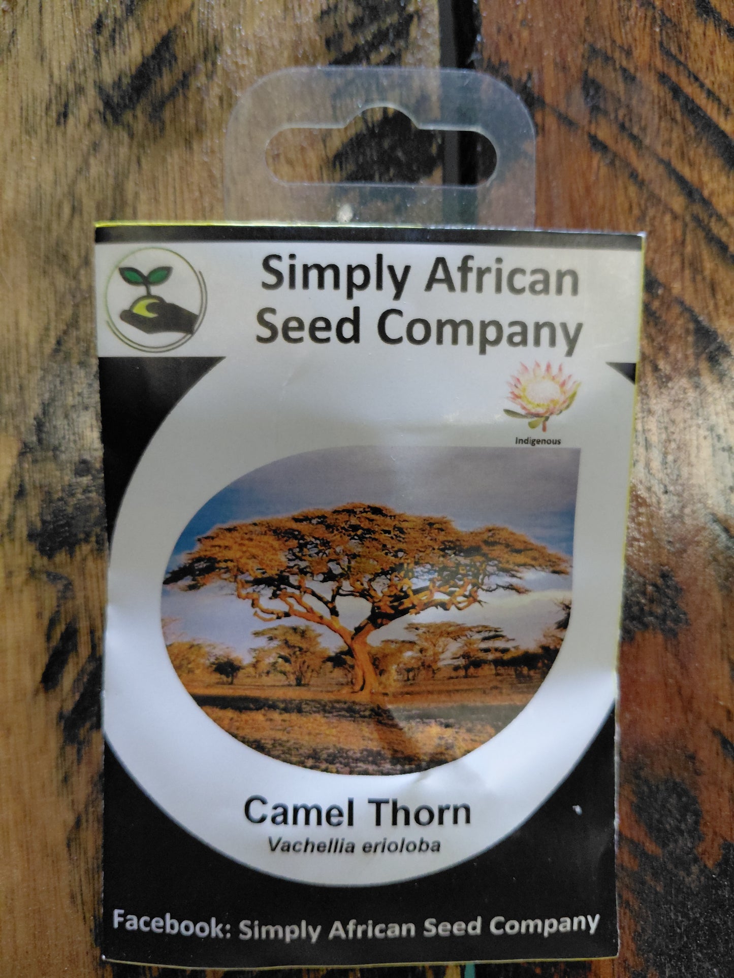 Camel Thorn (Vachellia Erioloba / Acacia Erioloba)