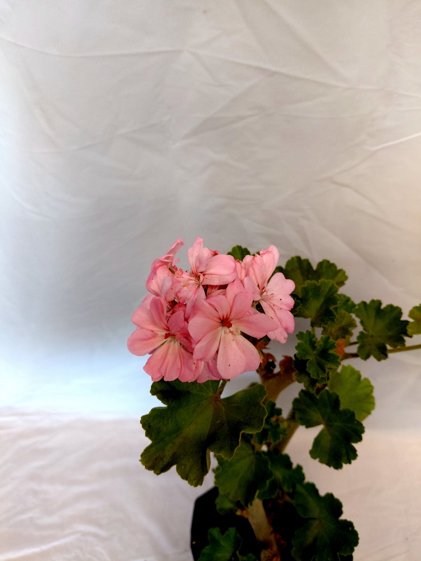 Light Pink Geranium