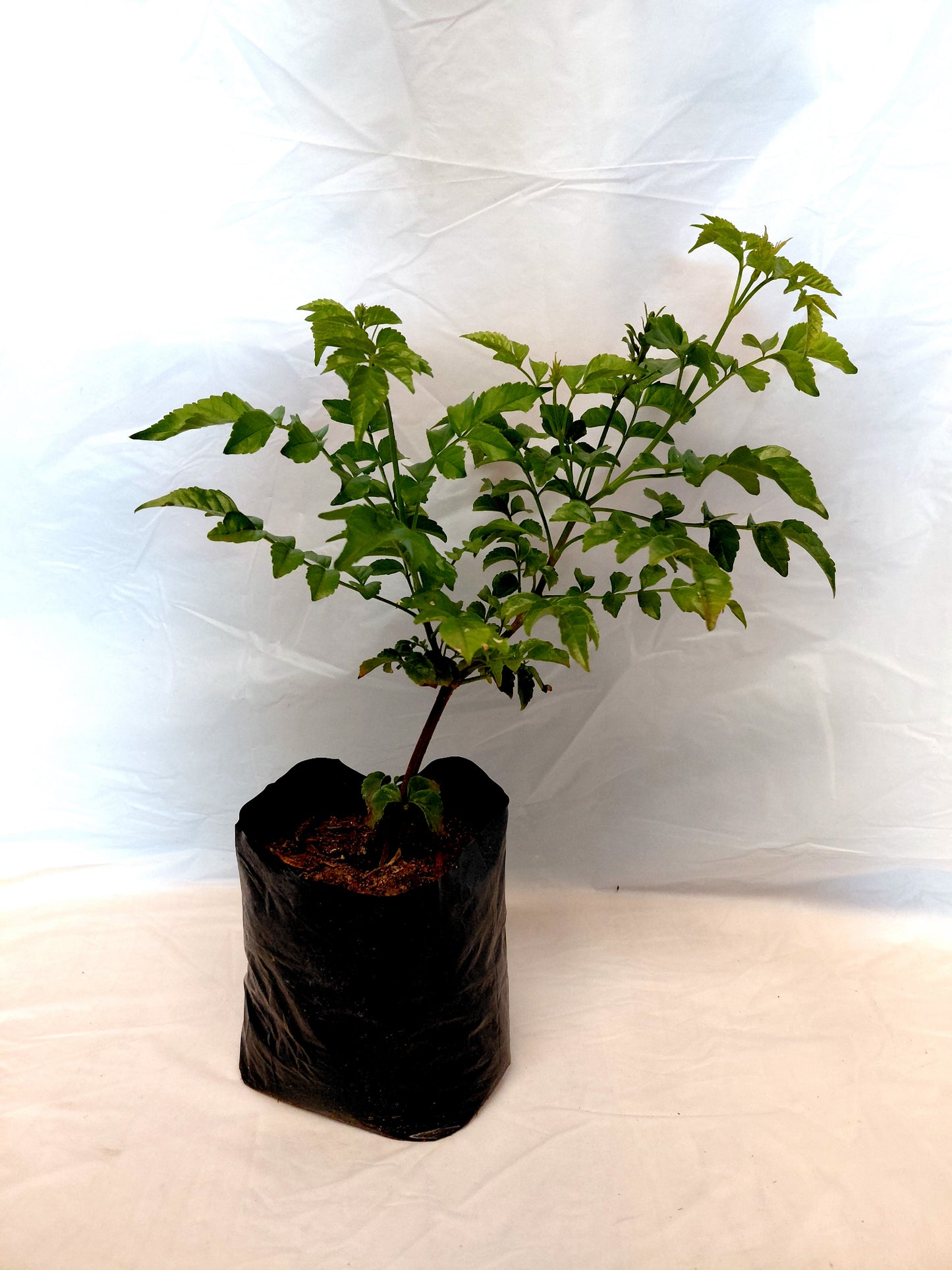 Red Cape Honeysuckle (Tecomaria capensis)