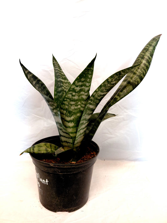Snake Plants (Dracaena trifasciata)