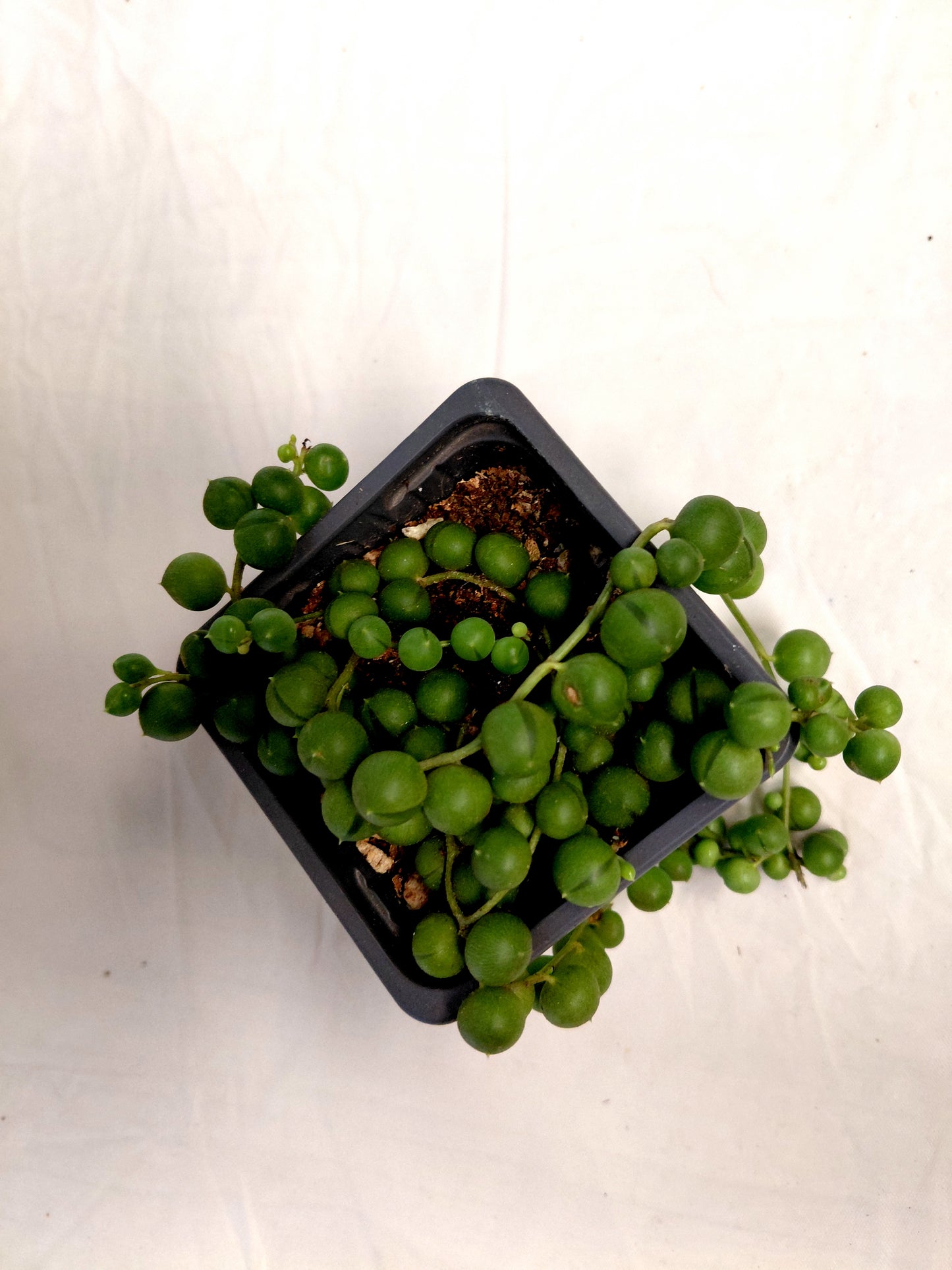 String of Pearls (Curio rowleyanus)