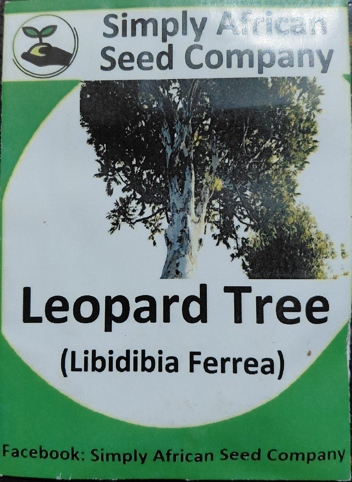 Leopard Tree (Libidibia Ferrea) | Seed