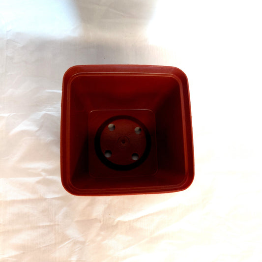 the top of a 7.5cm_terracotta_plastic_pot.