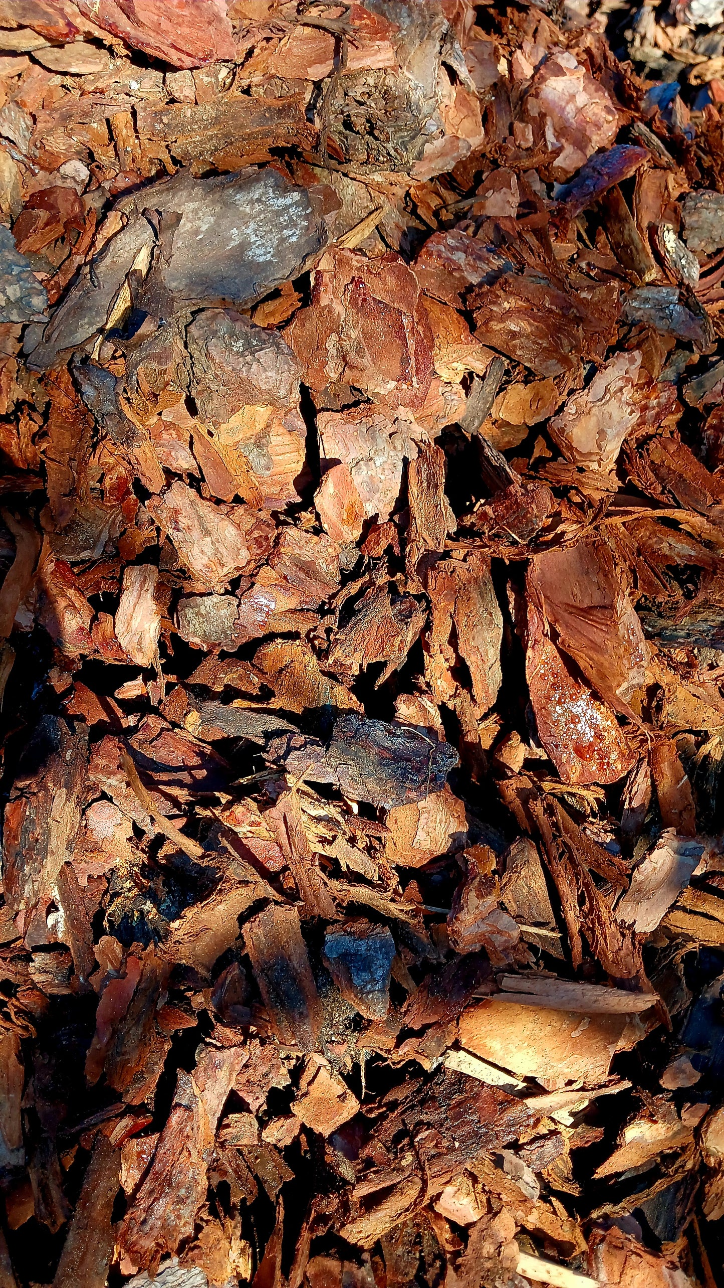 Bark Nuggets