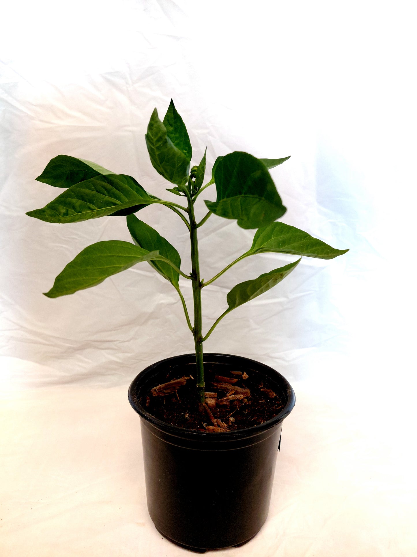California Wonder Bell Pepper plant in nursery pot on white background