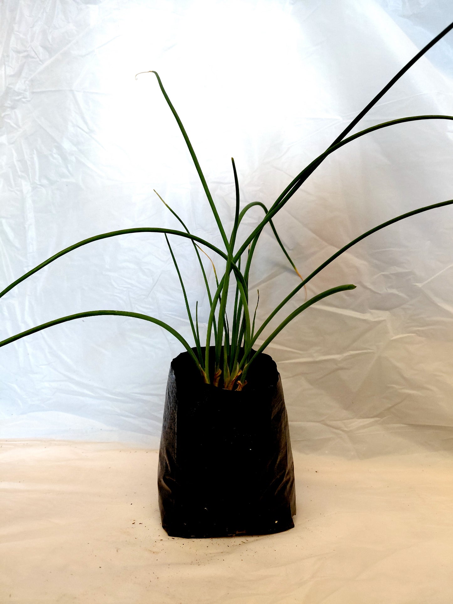 Multiple Chives plants in a black nursery bag