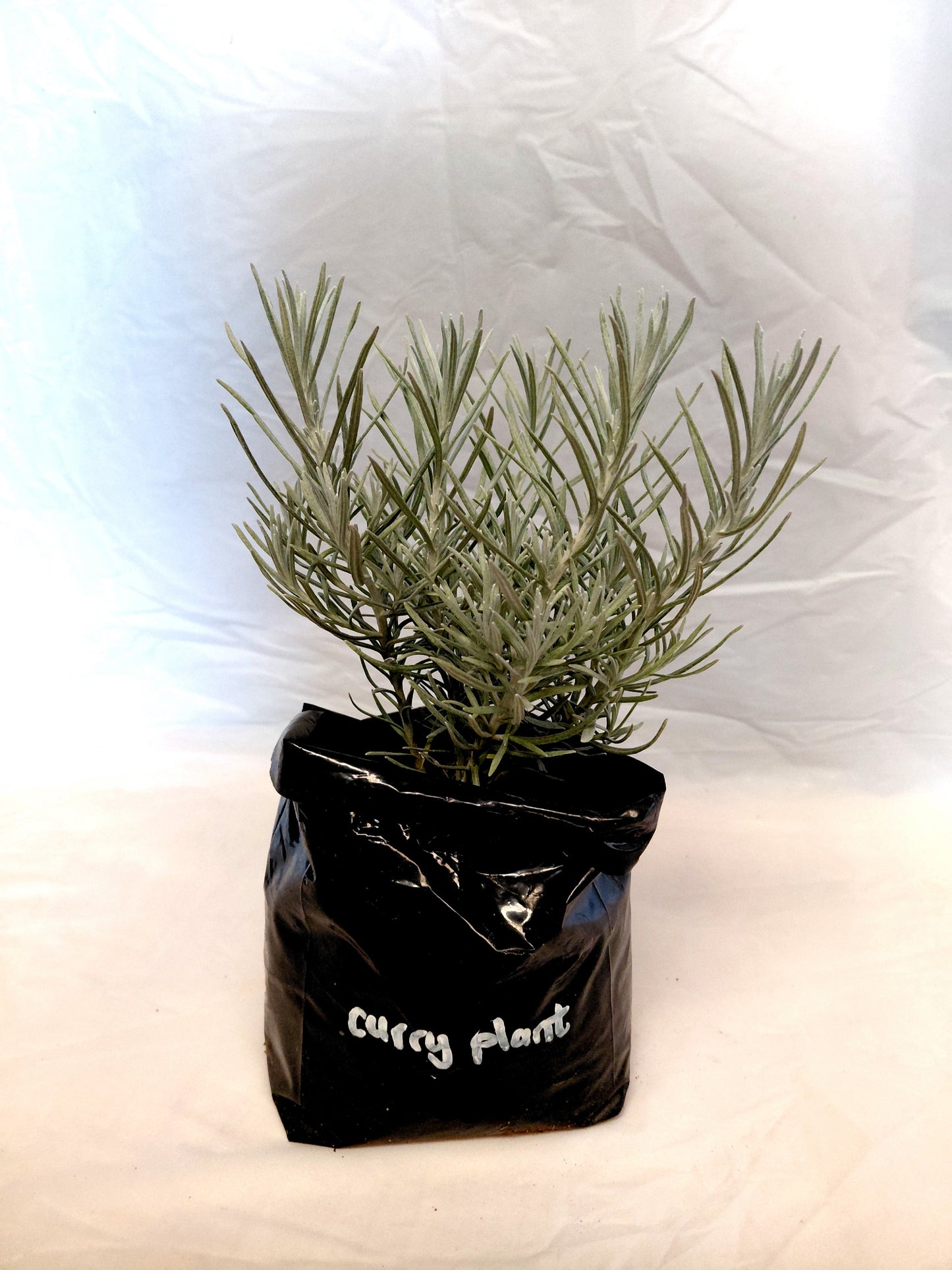 Curry Plant herb plant in nursery bag on white background
