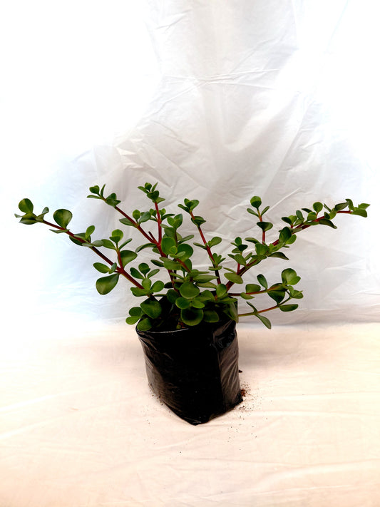 Large leaf Spekboom potted in a black nursery bag