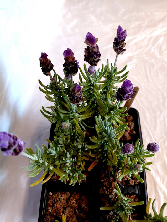 Lavender 6 pack close up