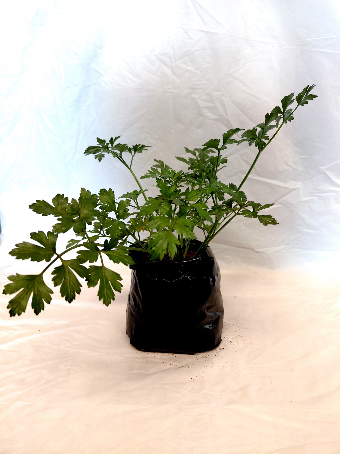 Parsley (Italian/Flat Leaf)