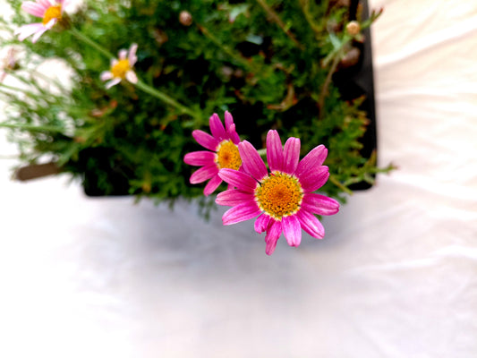 Pink marguerite daisy 6 pack close