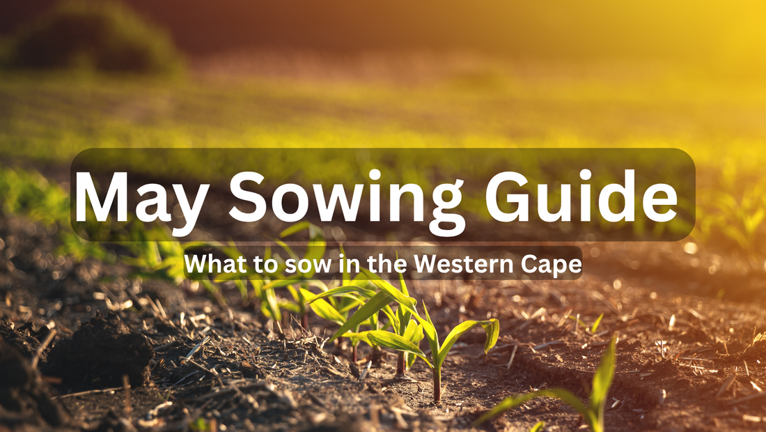 May Sowing Guide for the Western Cape