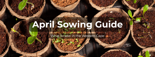 What to Sow in April in the Western Cape