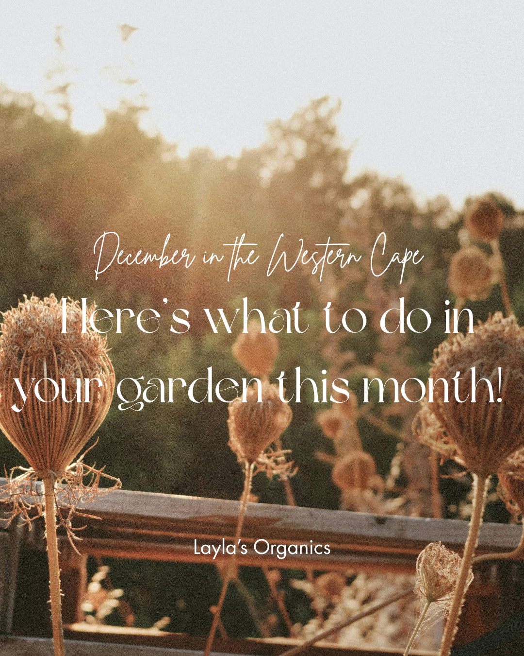 🌱 What to Do in Your Garden This December – Western Cape