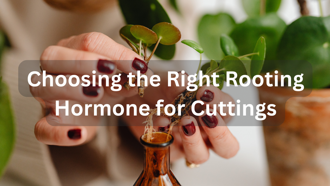 How to Choose the Right Rooting Hormone Strength