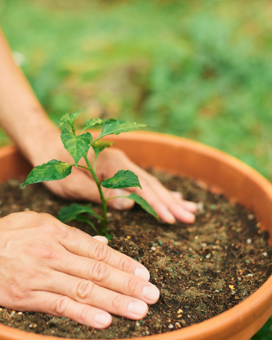 hands gently planting a plant in a pot