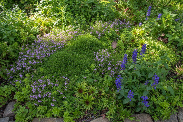 Ground Cover Plants