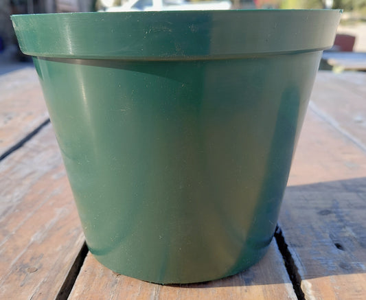 15cm Plastic Pot