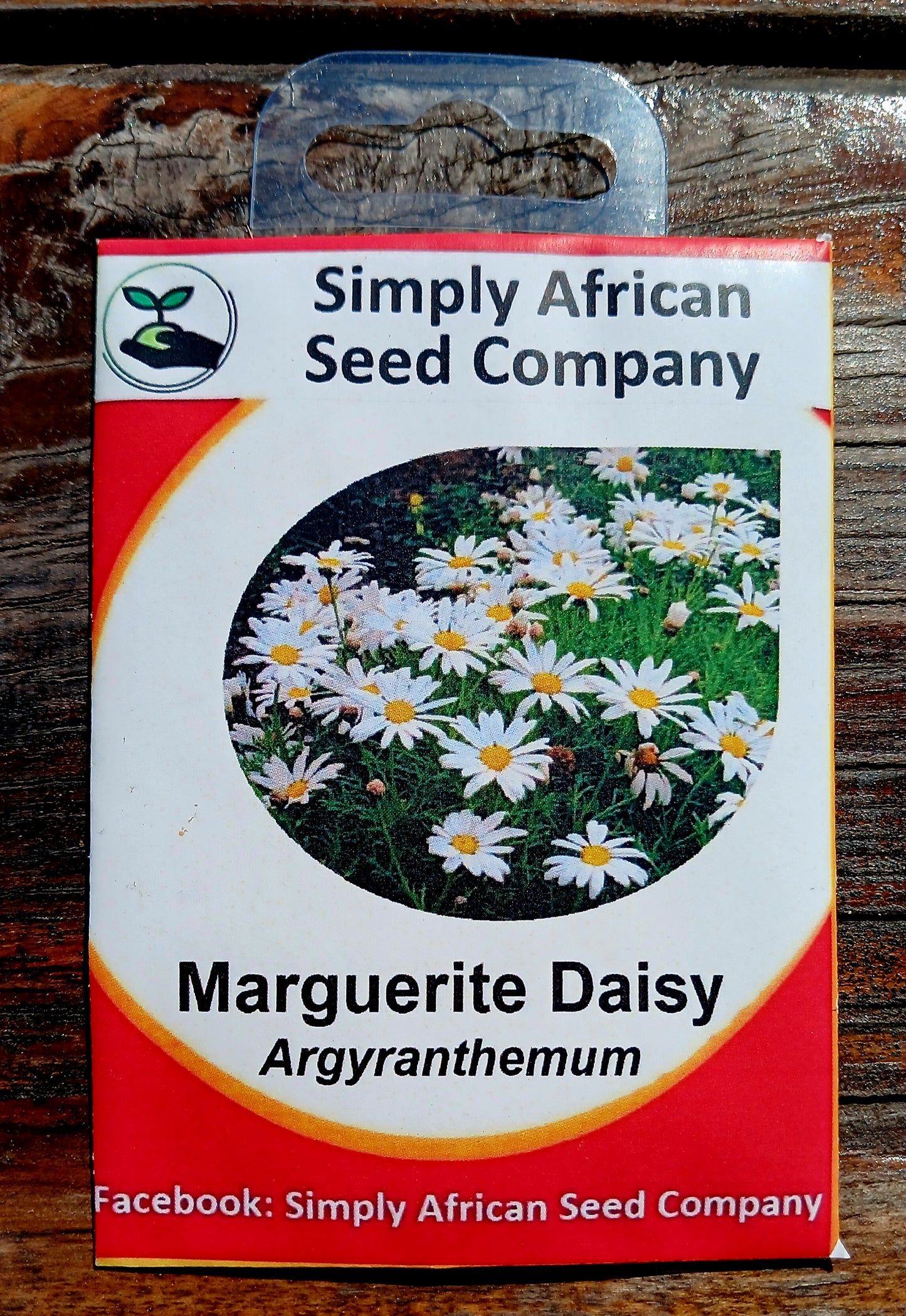 Marguerite Daisy