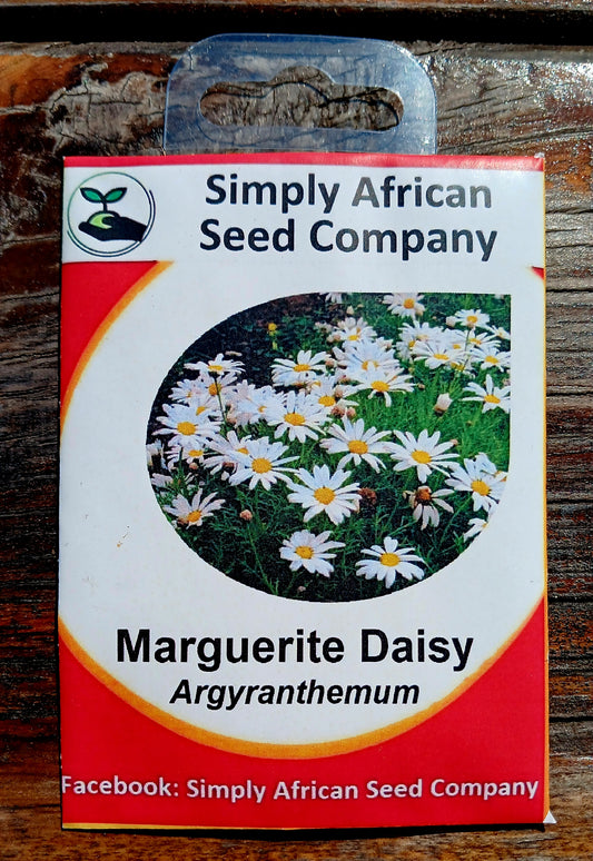 Marguerite Daisy