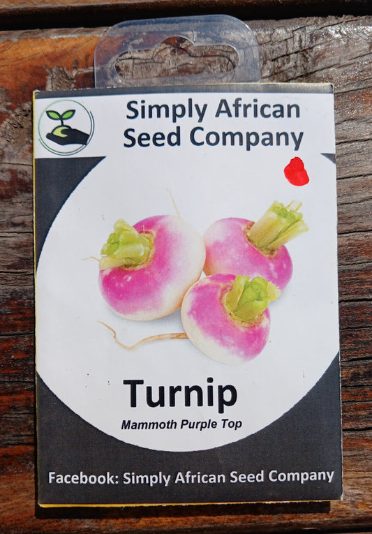 Turnip Mammoth Purple Top