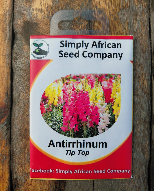 Antirrhinum Tip Top