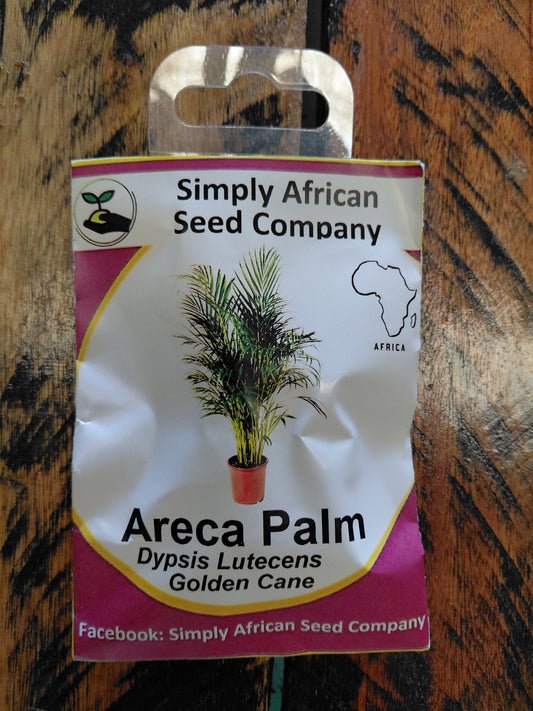 Areca Palm
