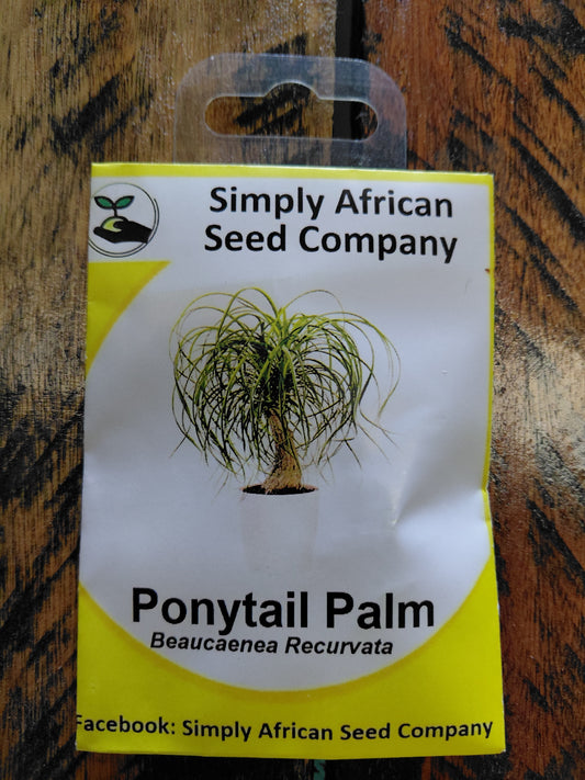 Ponytail Palm (Beaucarena Recurvata) Seeds