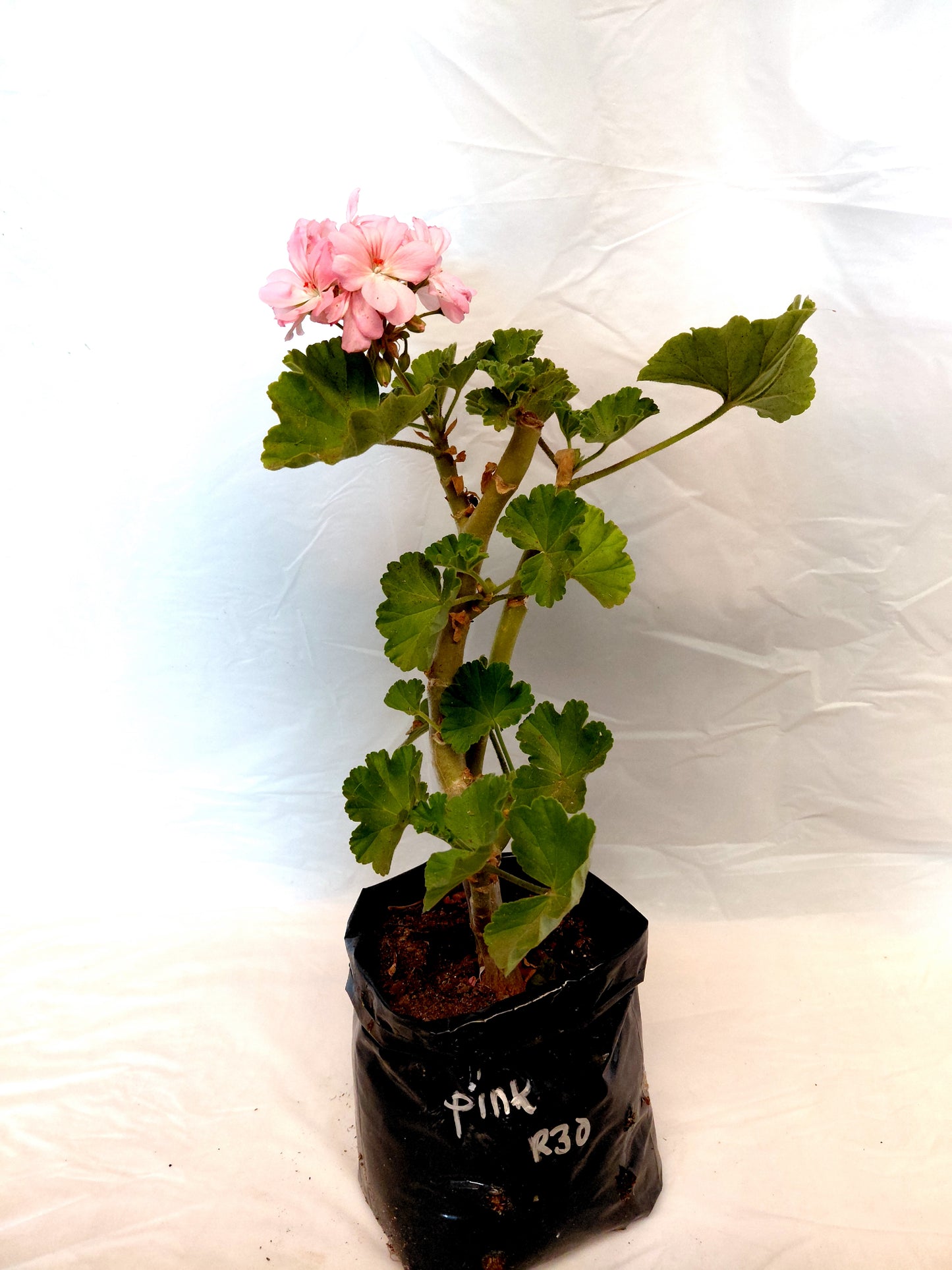 Light Pink Geranium