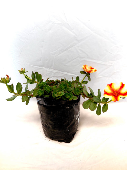 Portulaca