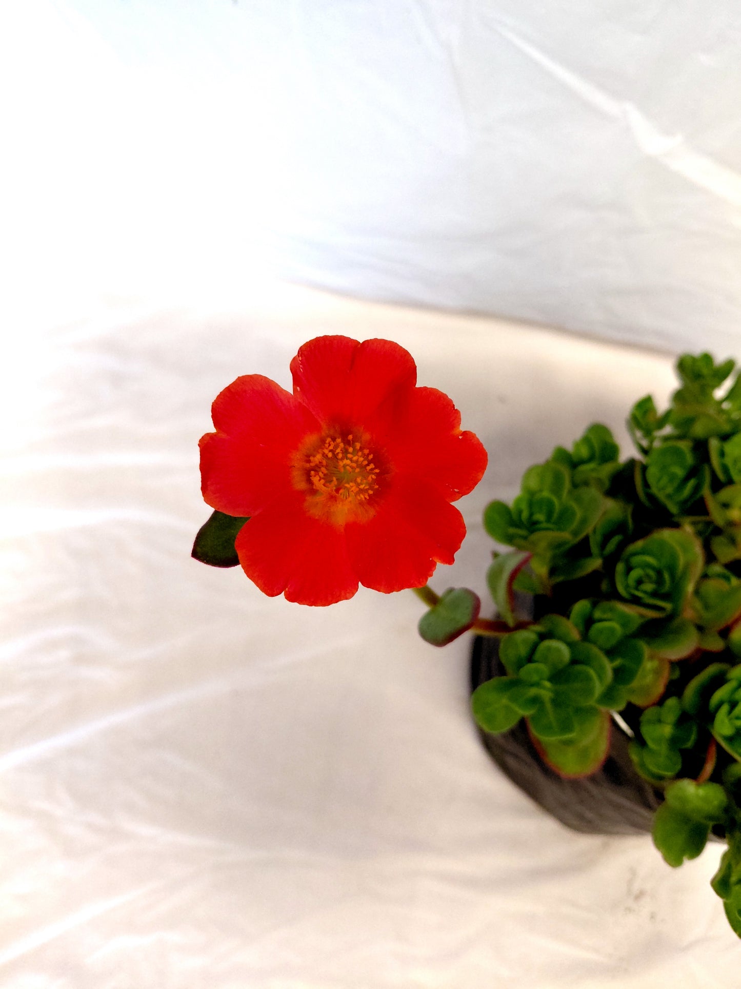 Portulaca