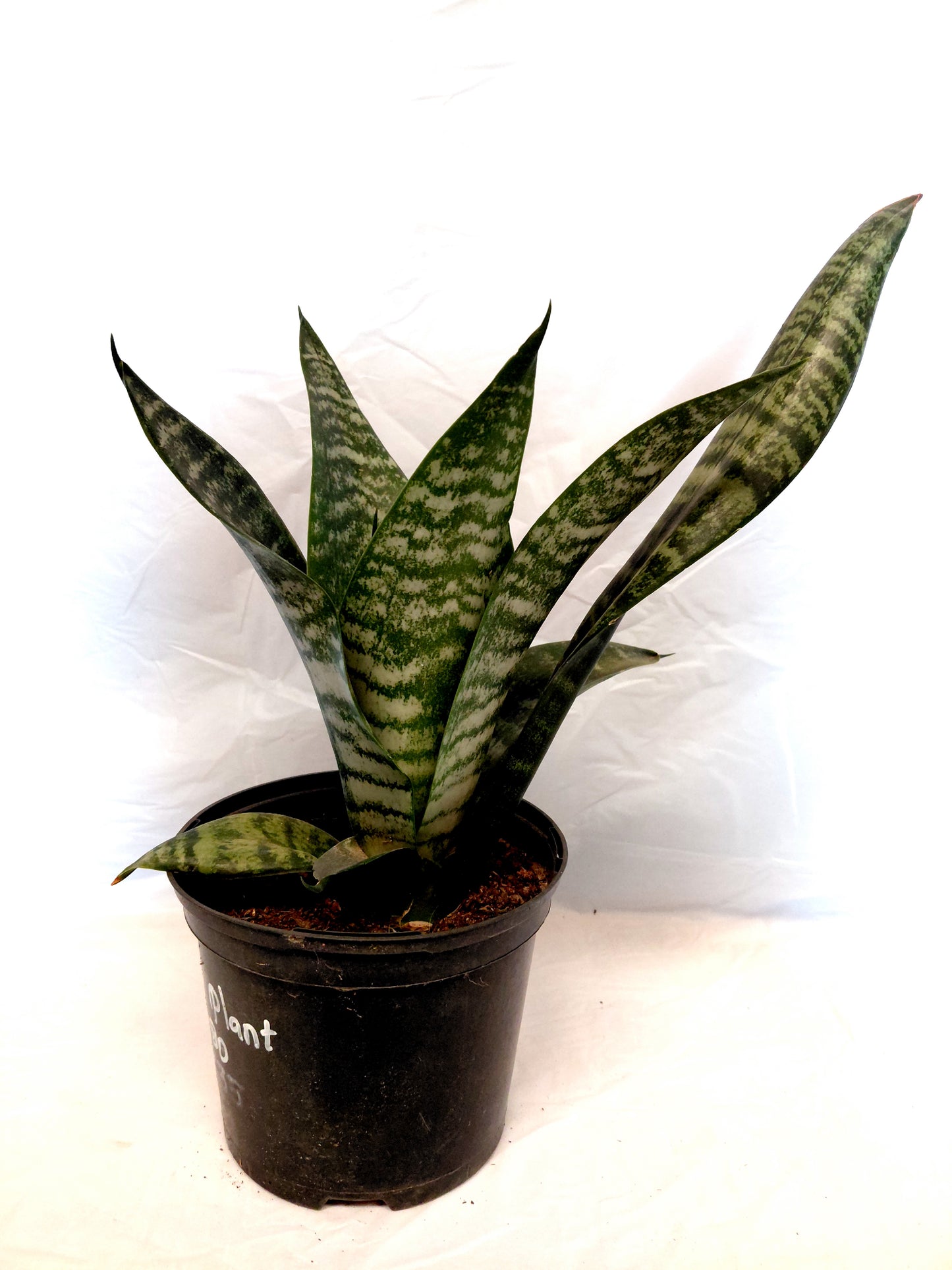 Snake Plants (Dracaena trifasciata)