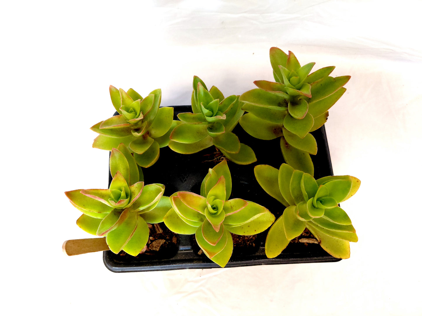 Succulent 6 packs