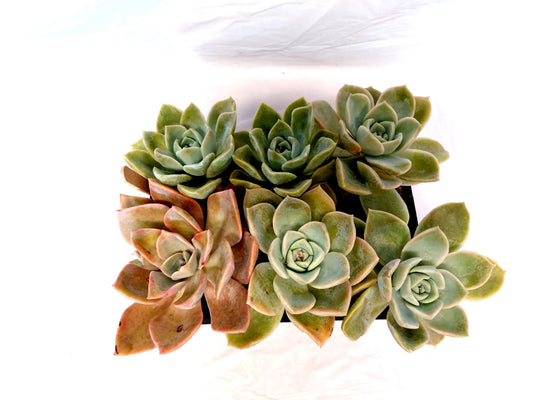 Succulent 6 packs