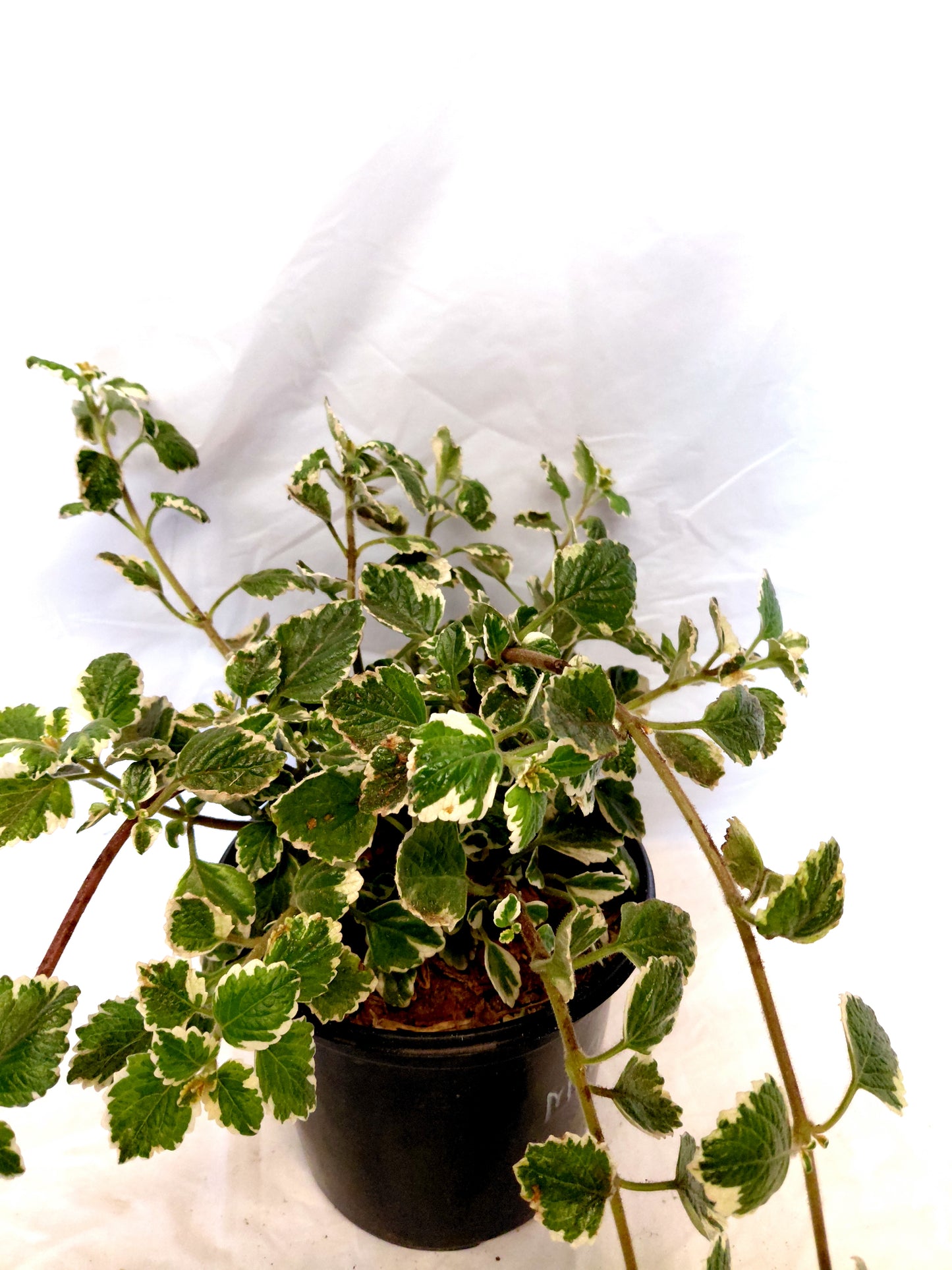 Madagascar Coleus (Plectranthus madagascariensis)