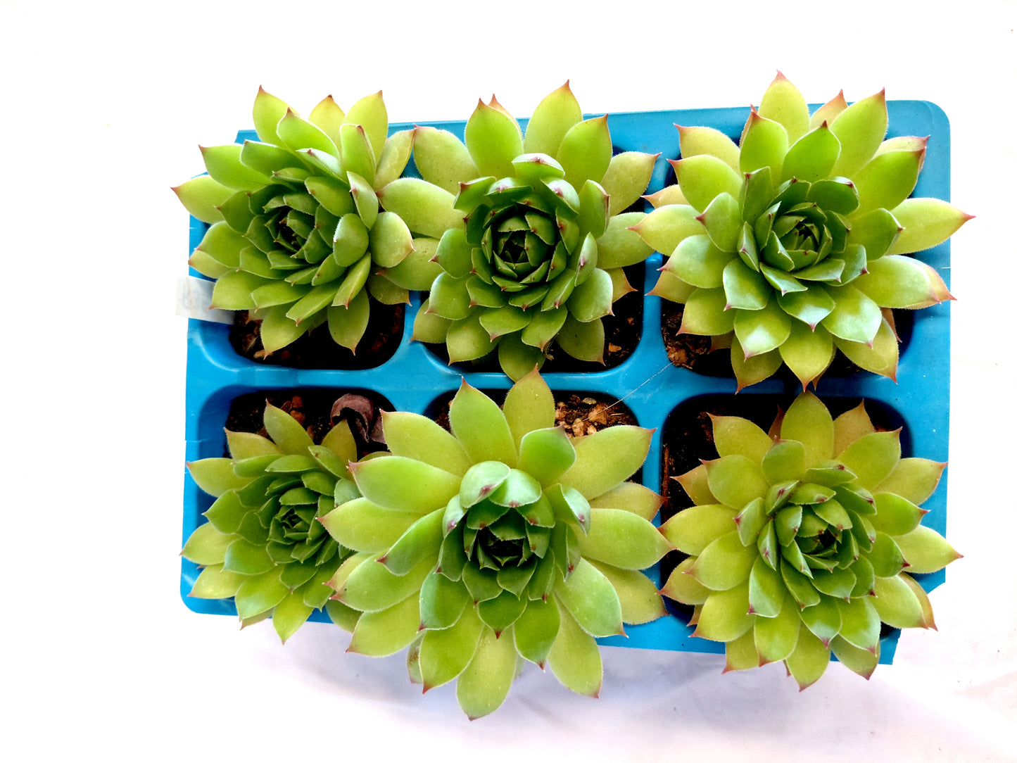 Succulent 6 packs