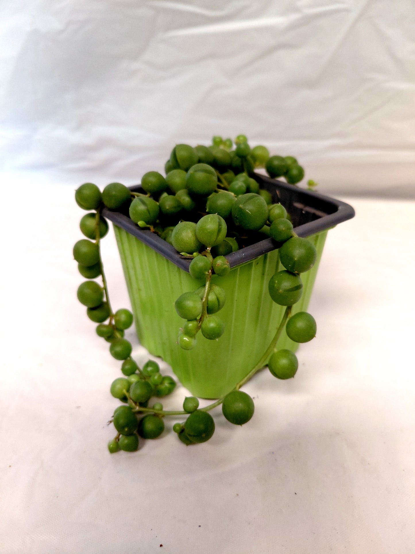 String of Pearls (Curio rowleyanus)