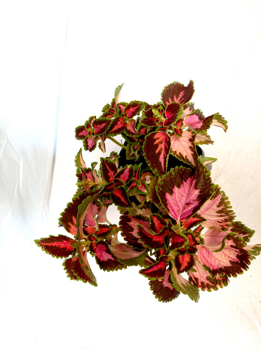 Coleus