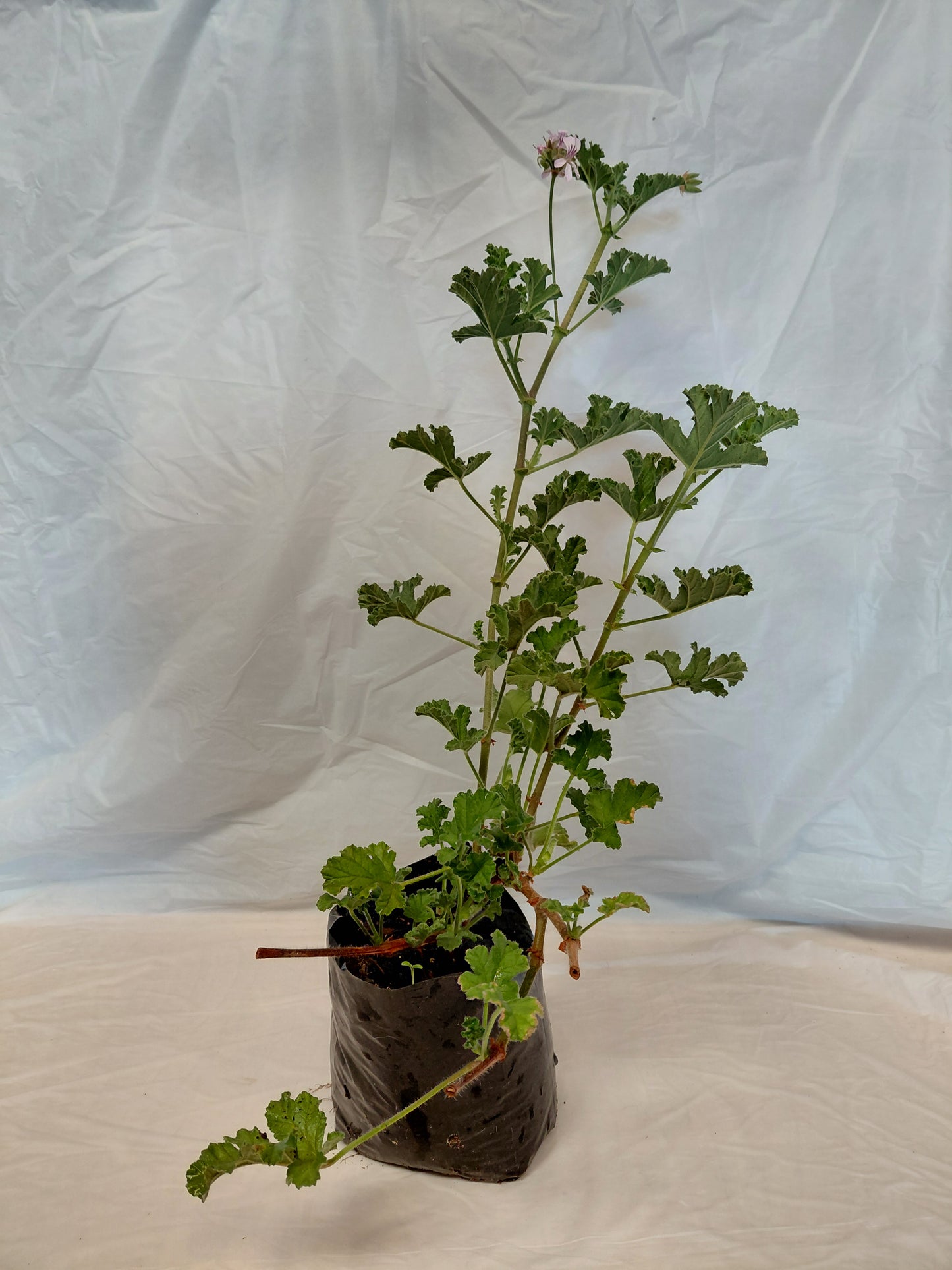 Rose Scented Pelargonium