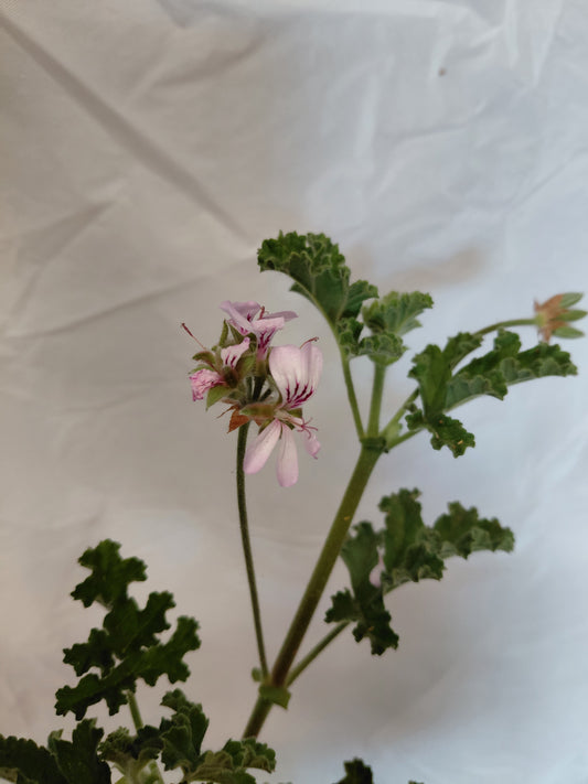 Rose Scented Pelargonium