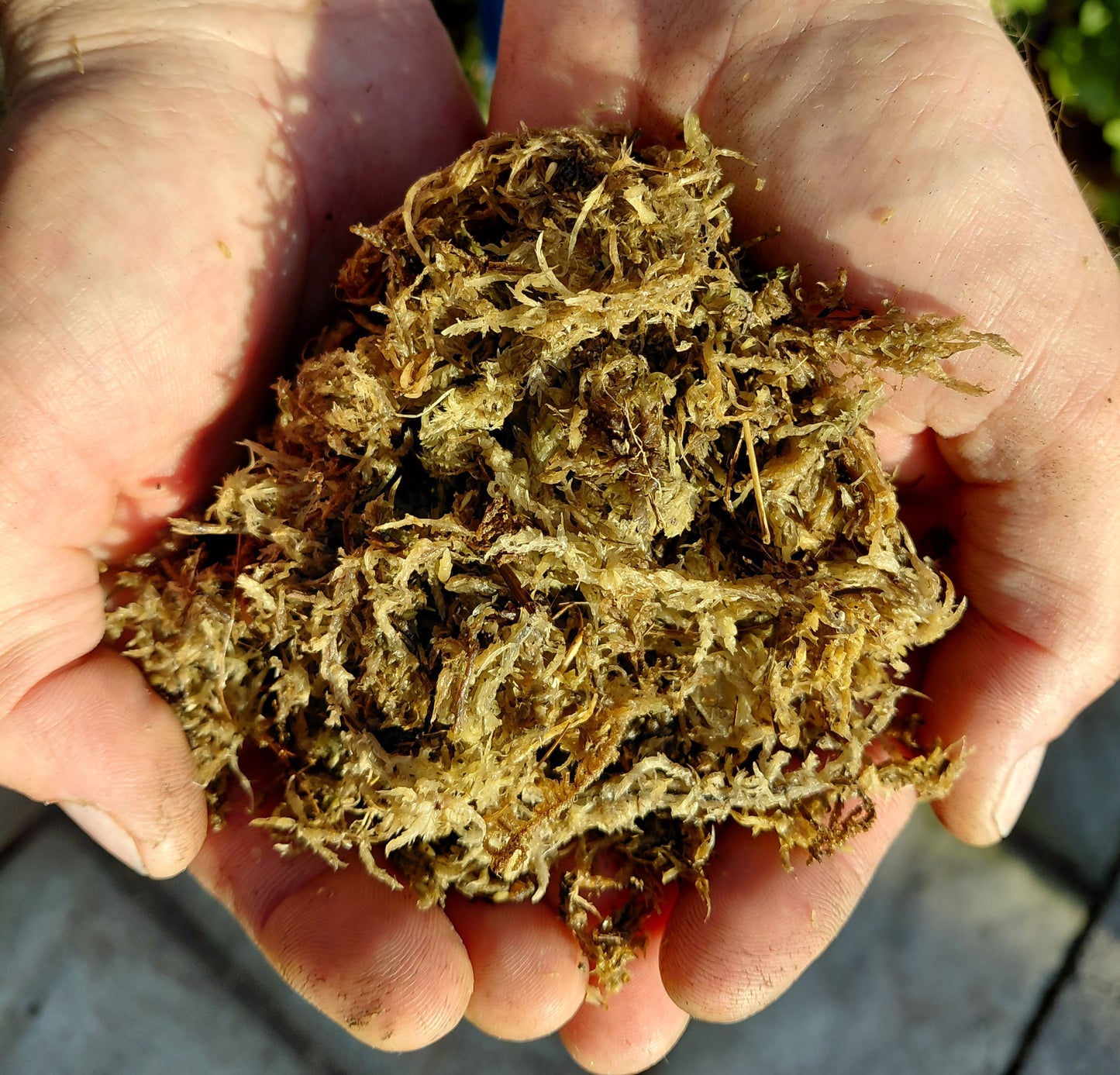 Sphagnum Moss – 2dm³