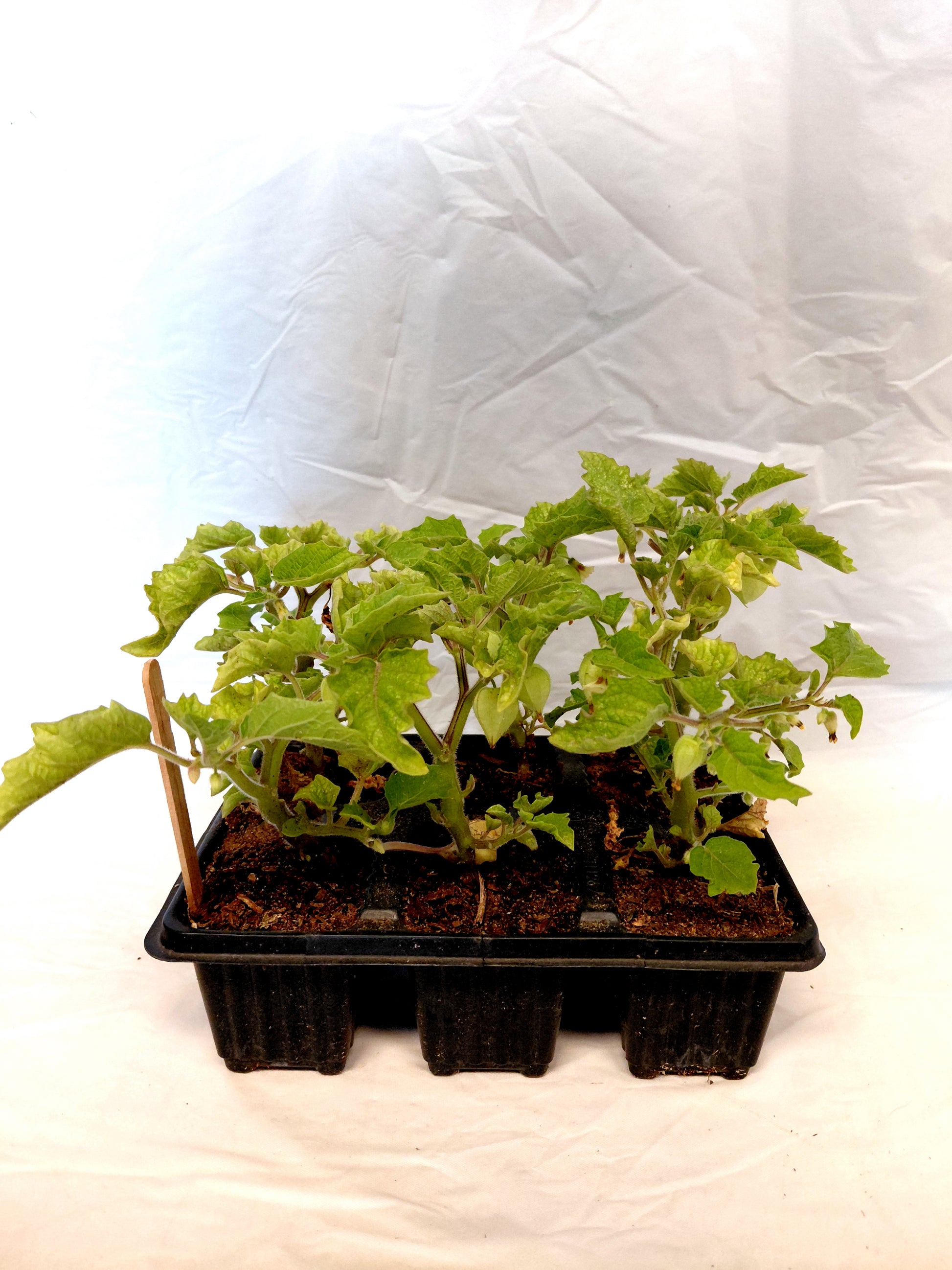 6 pack Cape Gooseberry 