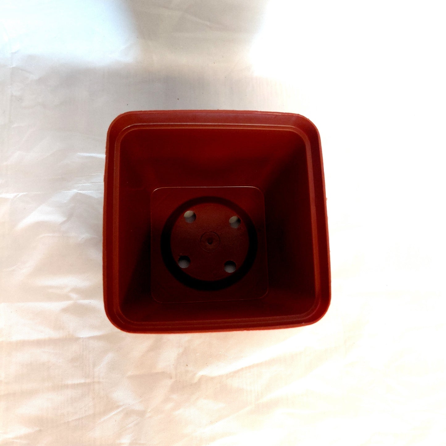 the top of a 7.5cm_terracotta_plastic_pot.