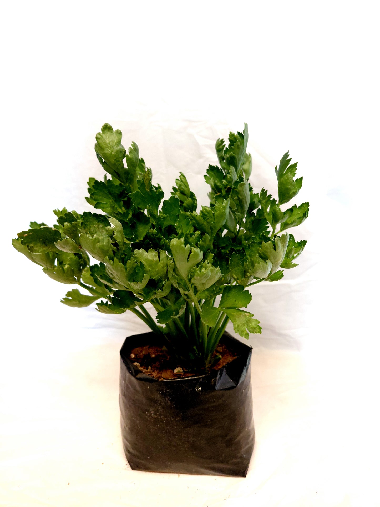 Celery Utah