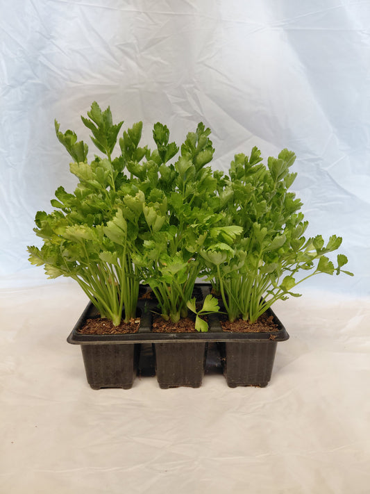 Celery Utah