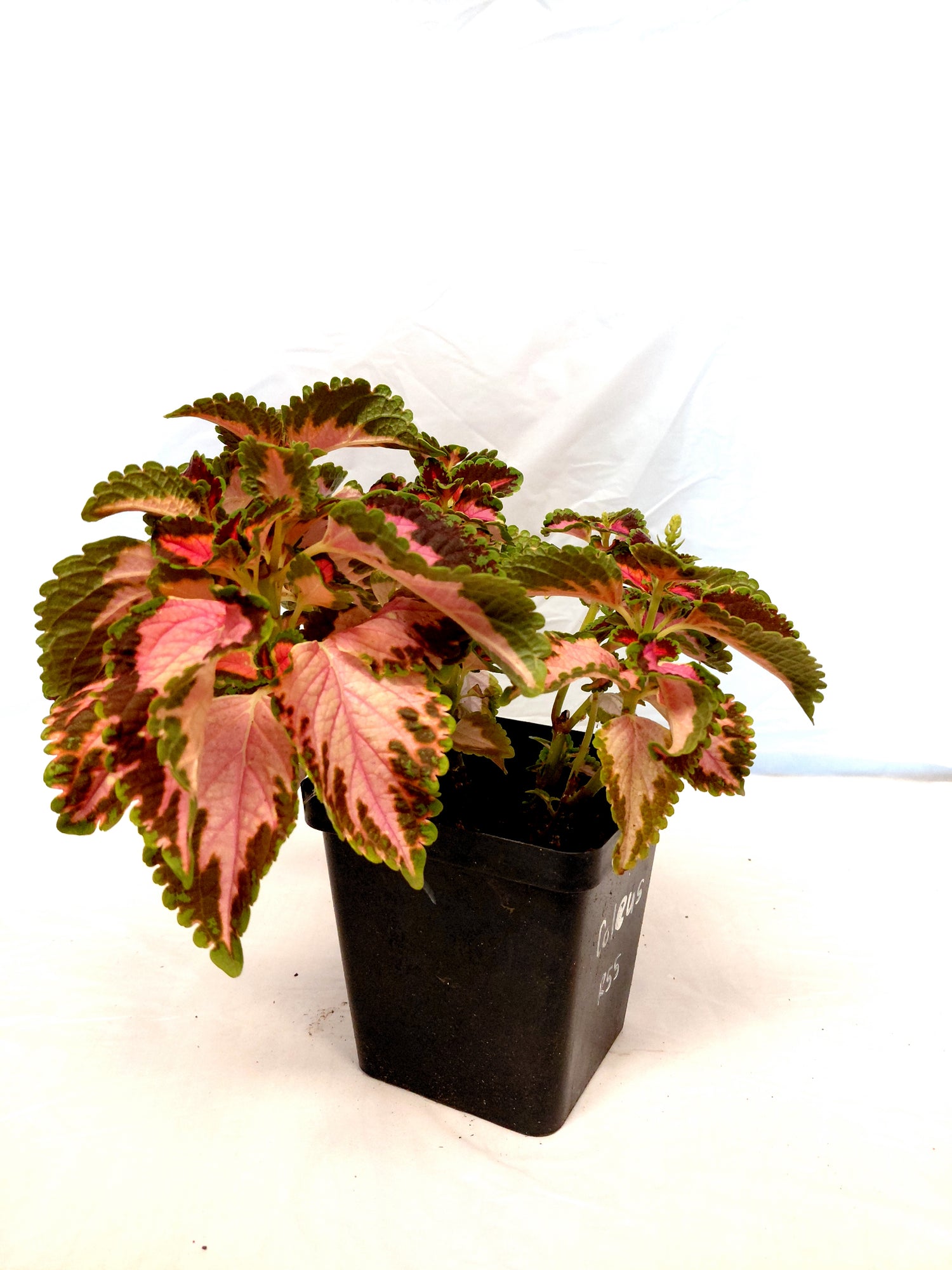 Coleus Potted Plant