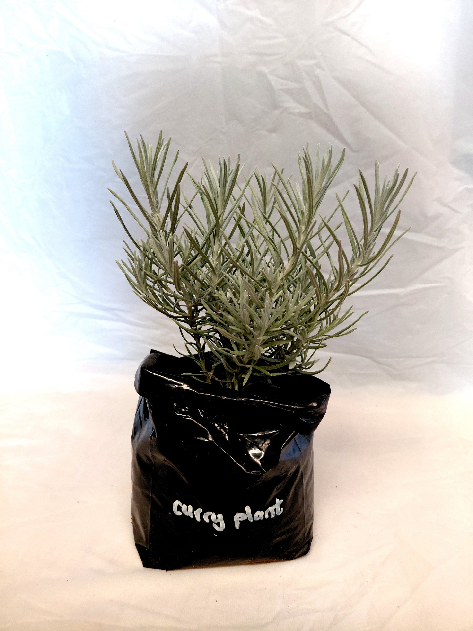 Curry Plant herb plant in nursery bag on white background