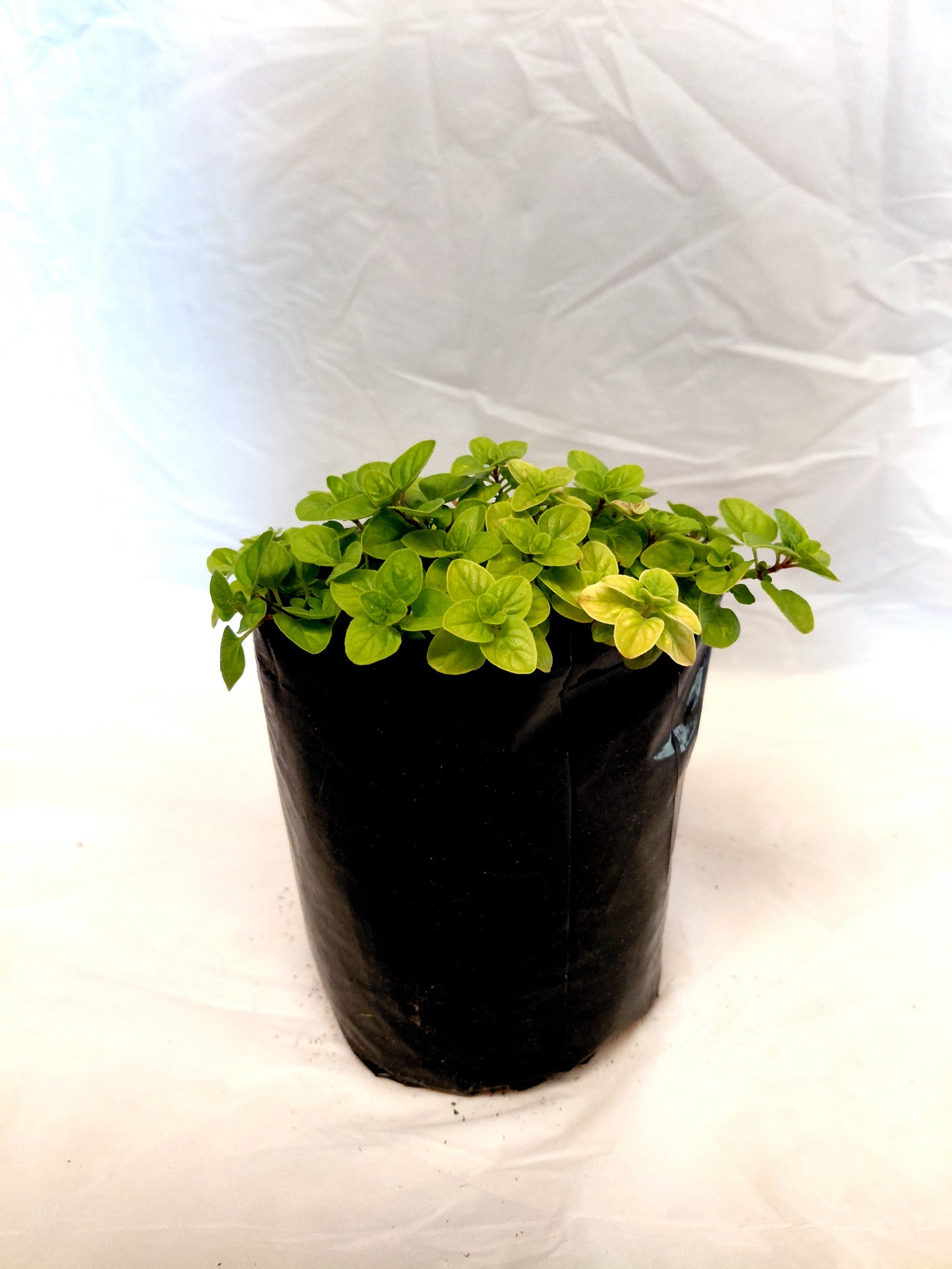 Golden Oregano herb plant in nursery bag on white background