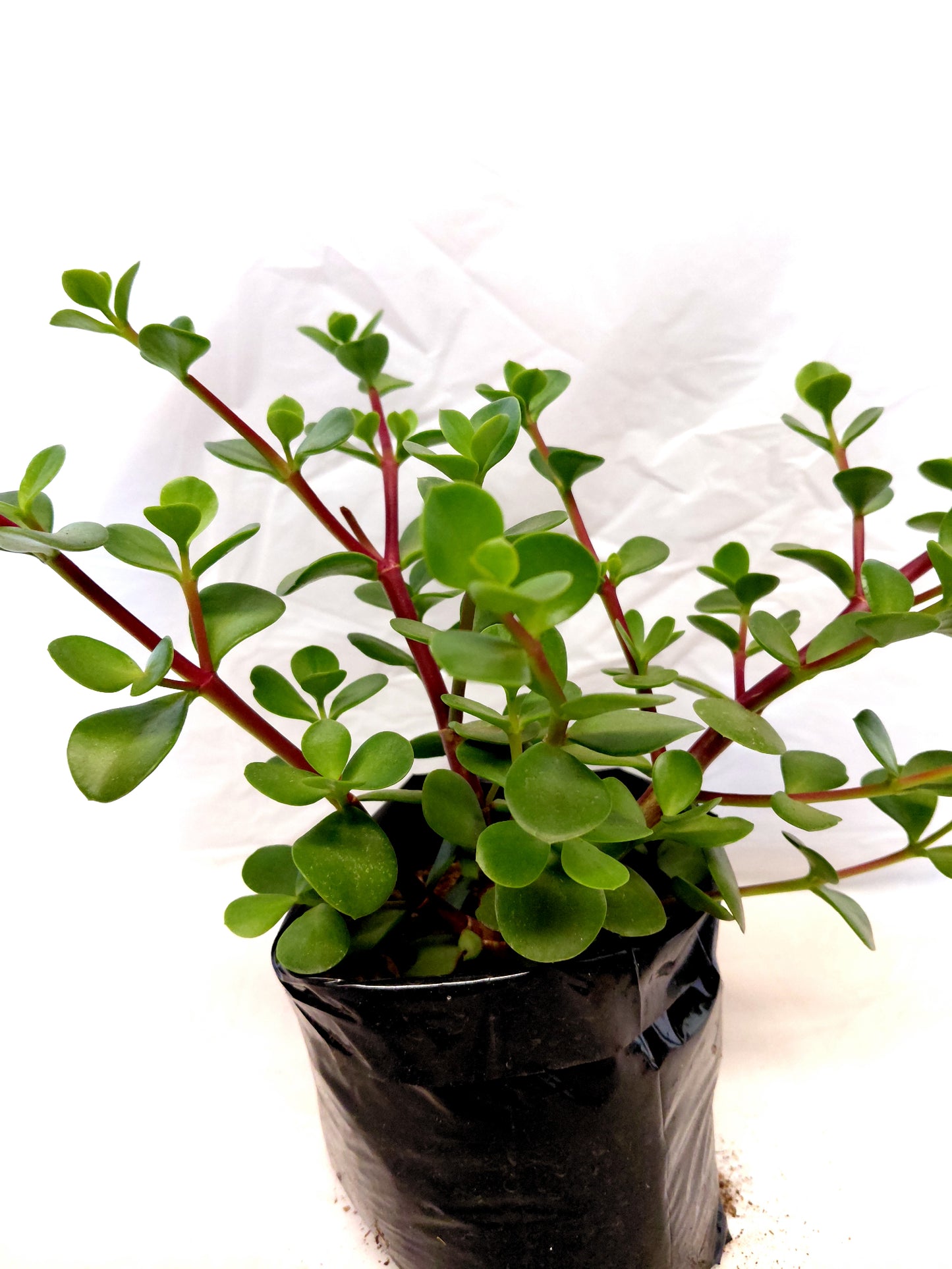 Large leaf Spekboom potted in a black nursery bag   